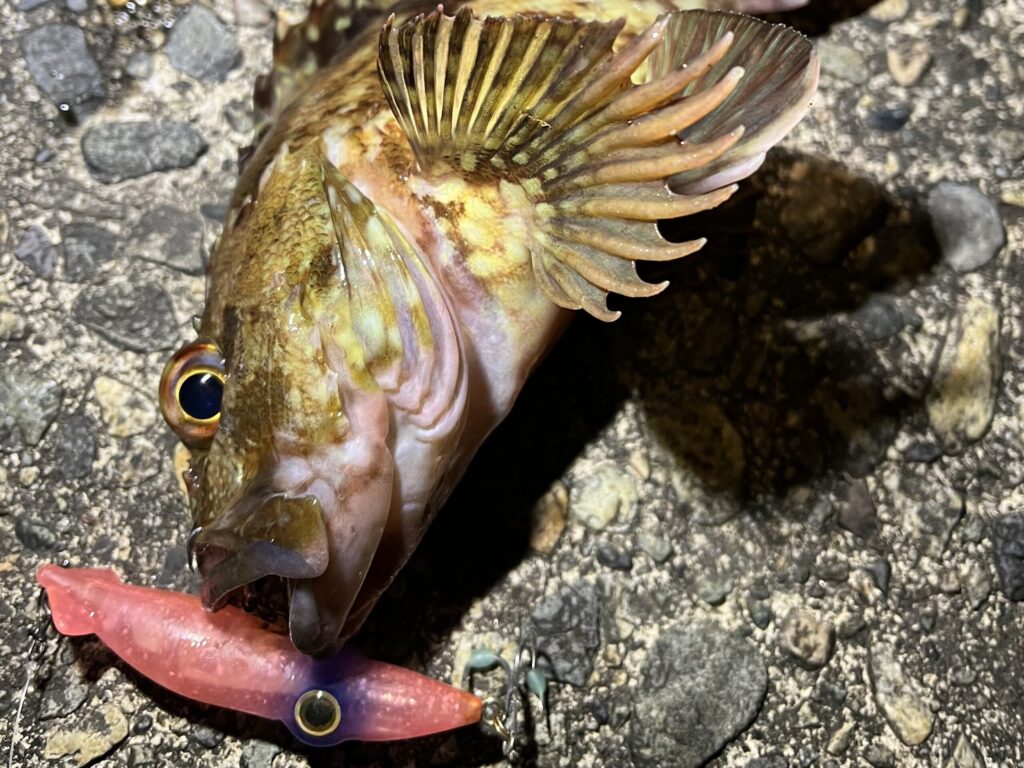 ホタルイカ型ルアーで釣れたカサゴ2