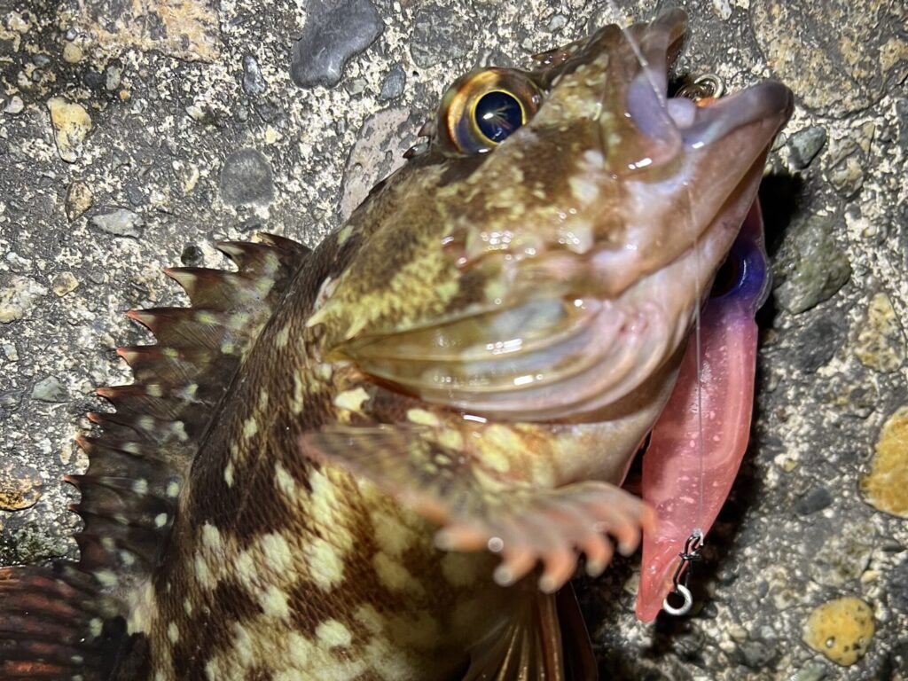 ホタルイカ型ルアーで釣れたカサゴ