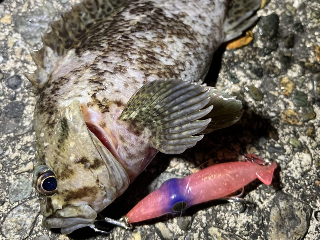 ホタルイカ型ルアーで釣れたムラソイ