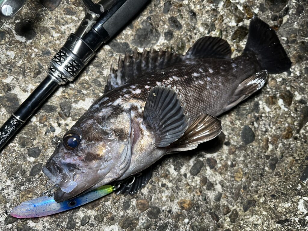 ホタルイカパターンで釣れたクロソイ