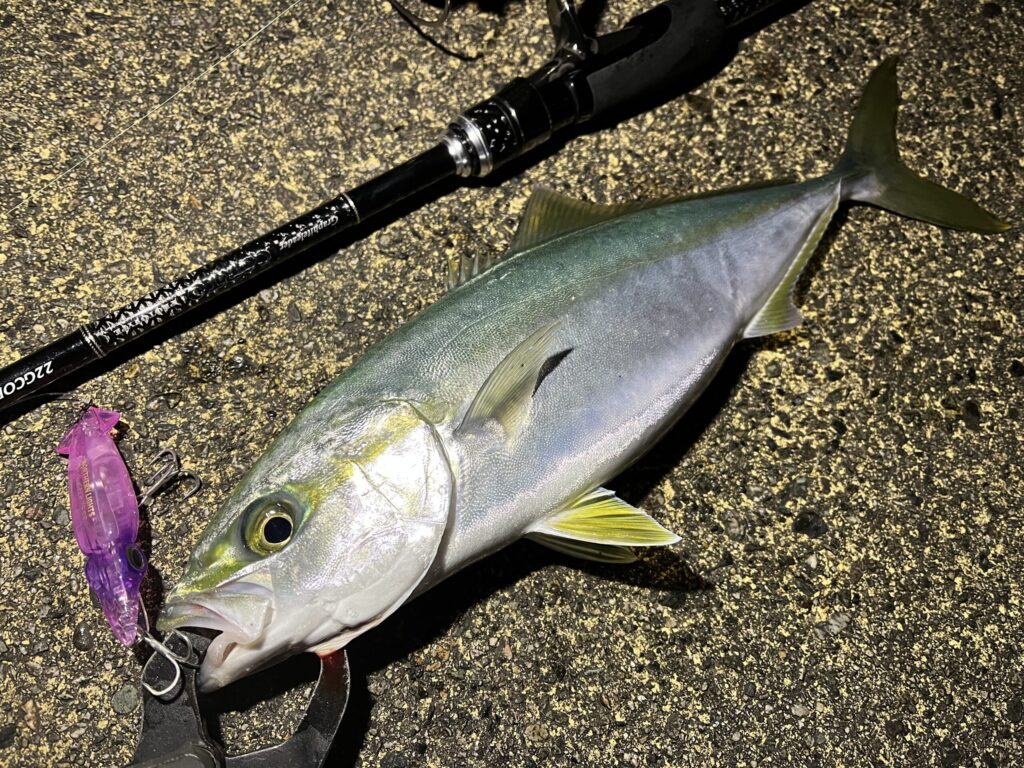 ホタルイカパターンでフクラギ