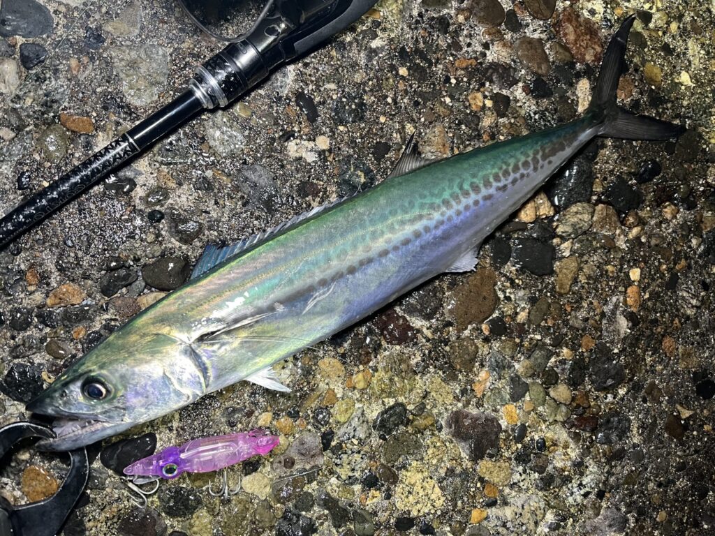 ホタルイカパターンでサゴシ