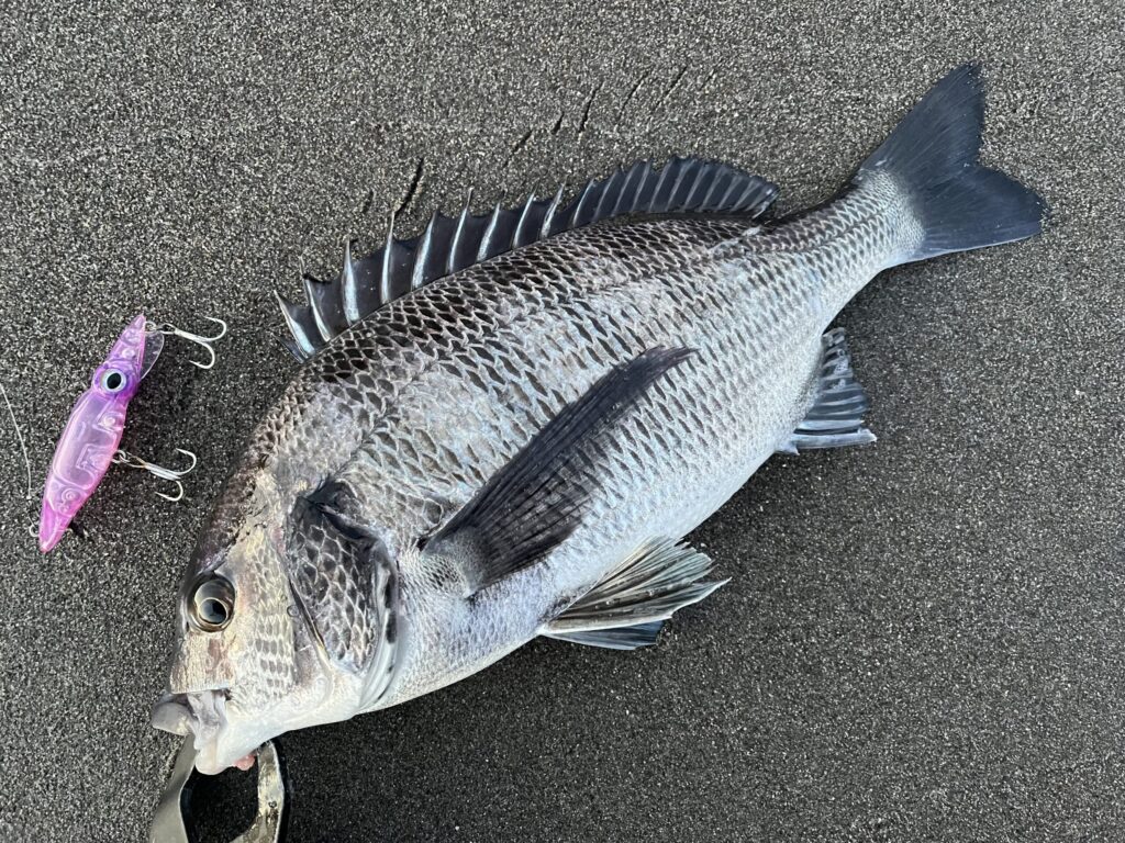 ホタルイカパターンで釣れたクロダイ