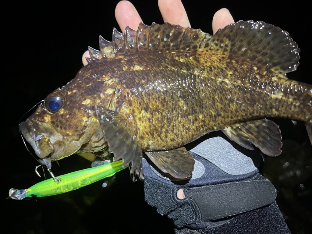 ホタルイカパターンでムラソイ