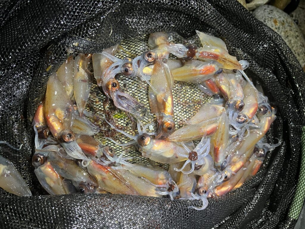 富山の最強ベイト、ホタルイカ