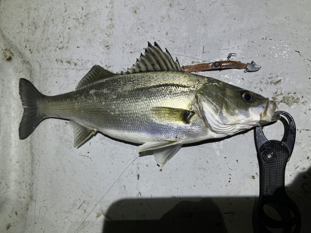 ホタルイカパターンでシーバス