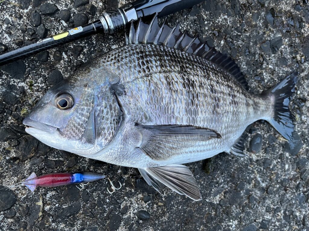 ホタルイカパターンでクロダイ