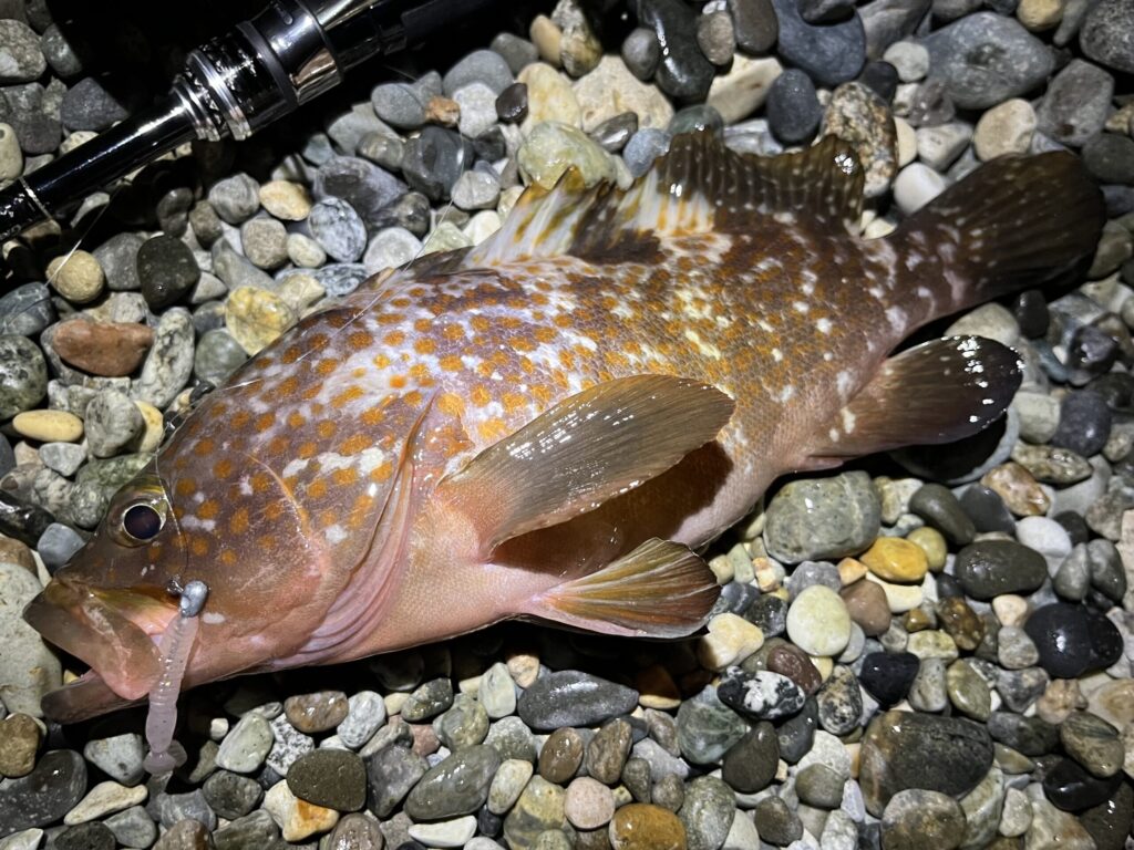 ホタルイカパターンでキジハタ