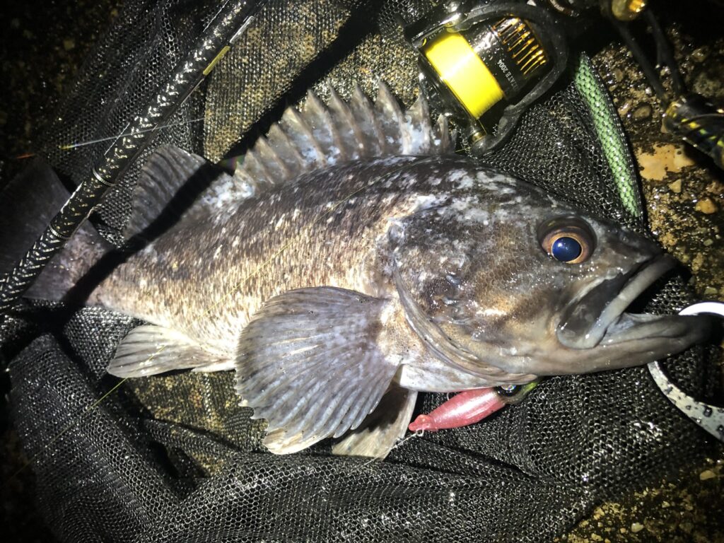 ホタルイカパターンでクロソイ