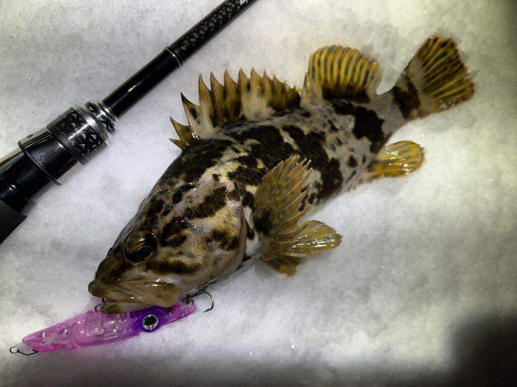 ホタルイカパターンでタケノコメバル