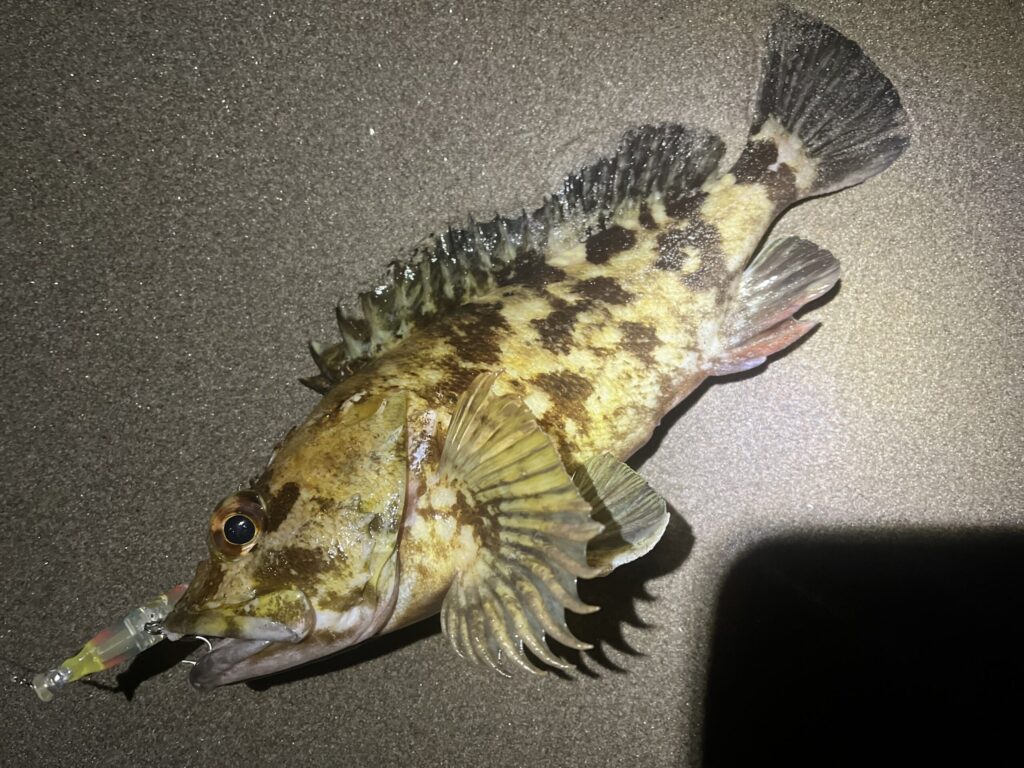 ホタルイカパターンでカサゴ