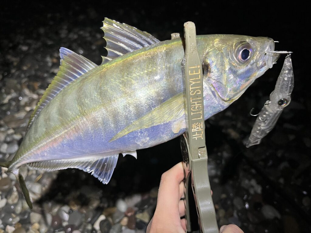 ホタルイカパターンでアジ