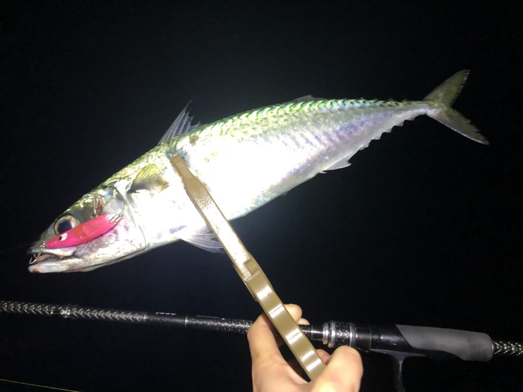 ホタルイカパターンでサバ