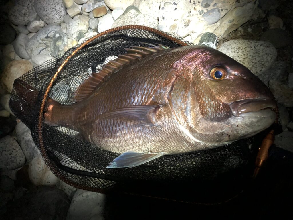 ホタルイカパターンでマダイ