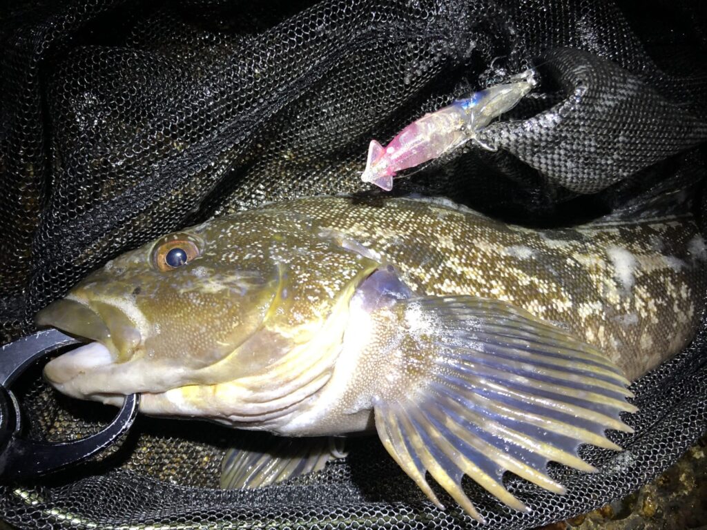 ホタルイカパターンでアイナメ