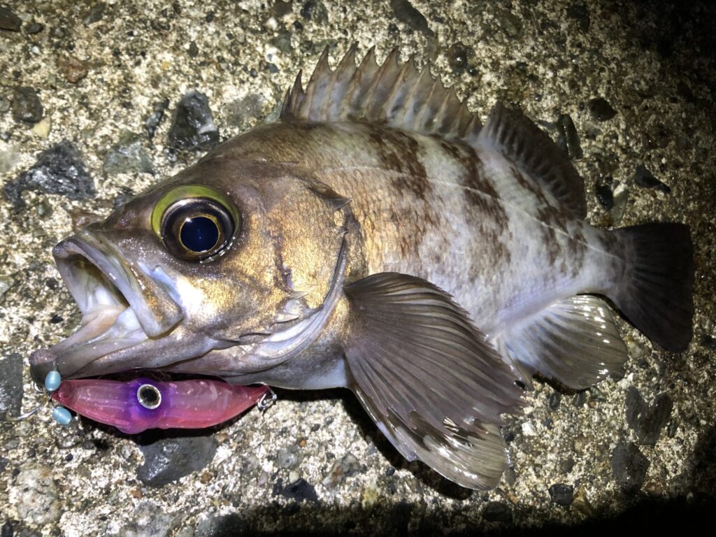 ホタルイカパターンでメバル