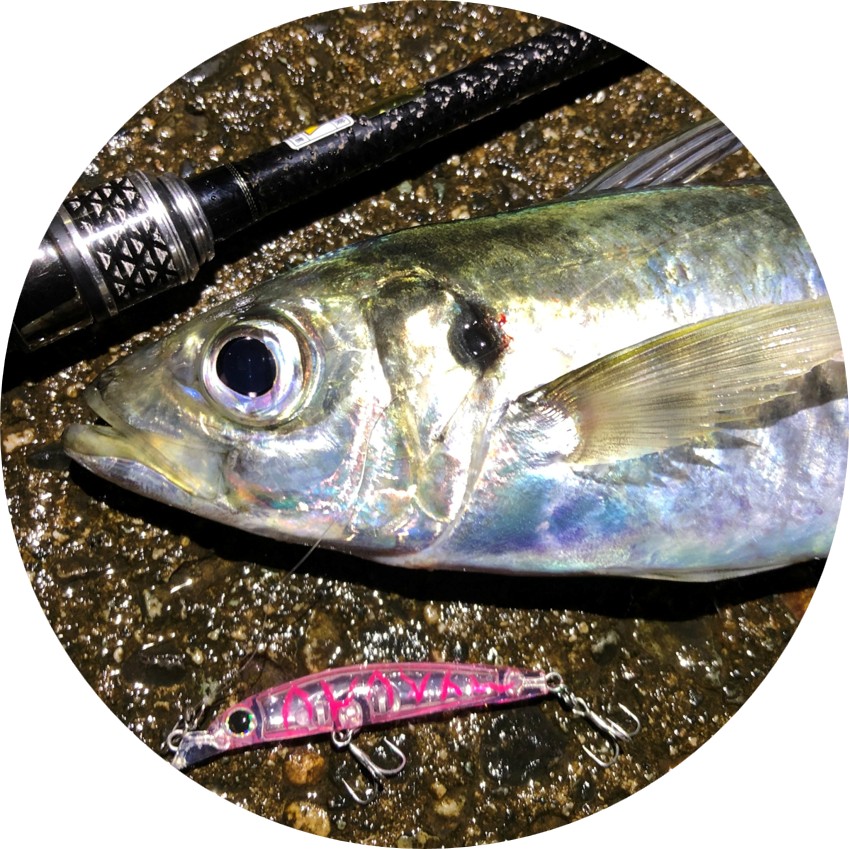 型にとらわれず楽しむ（プラグでアジ）