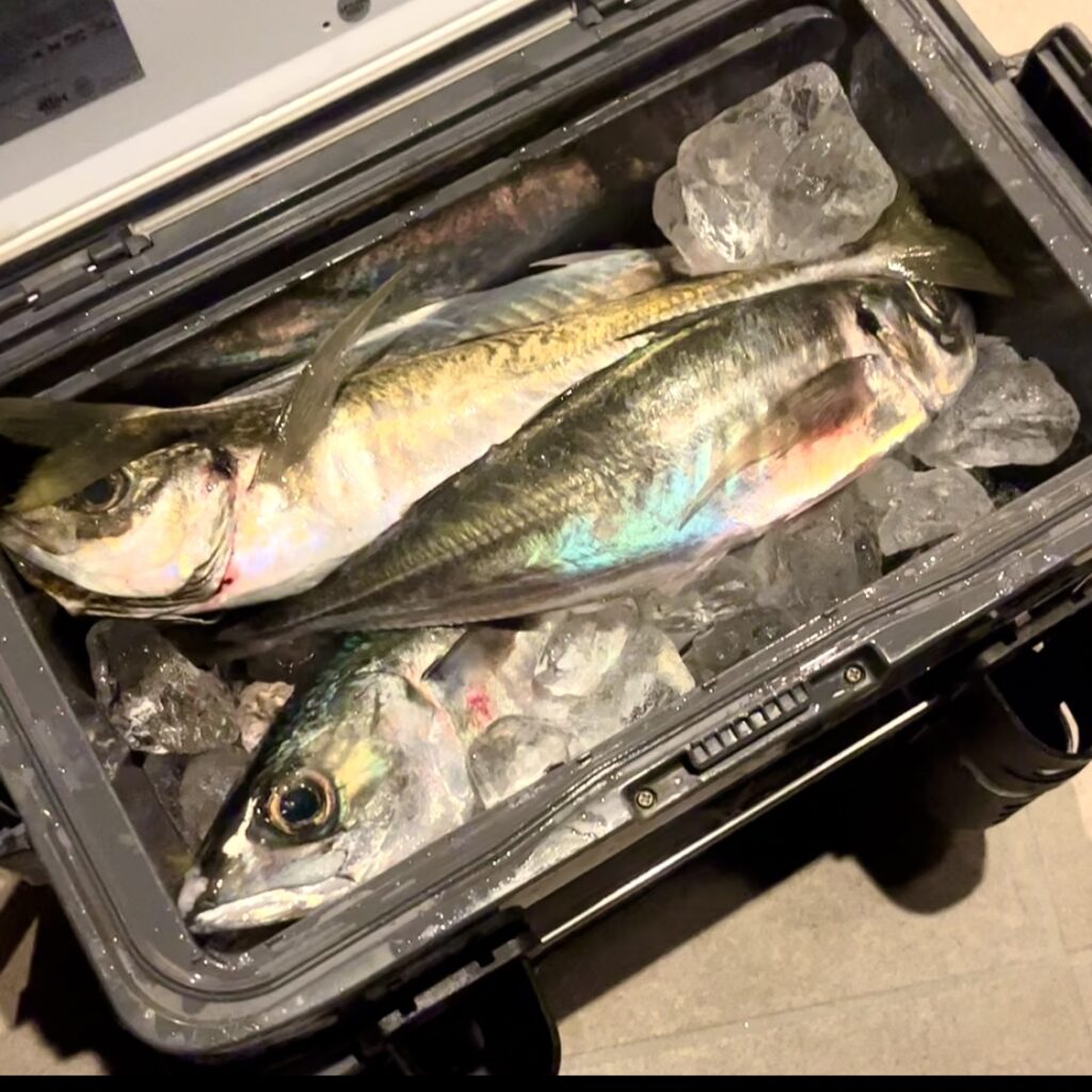 直江津ハッピーでのアジング釣果