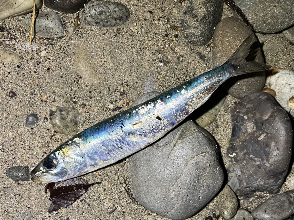 打ち上げられたマイワシ