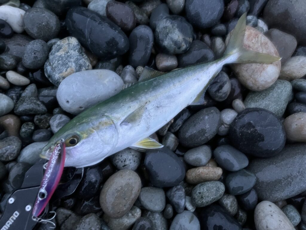 シンキングペンシルで釣れたワカシ