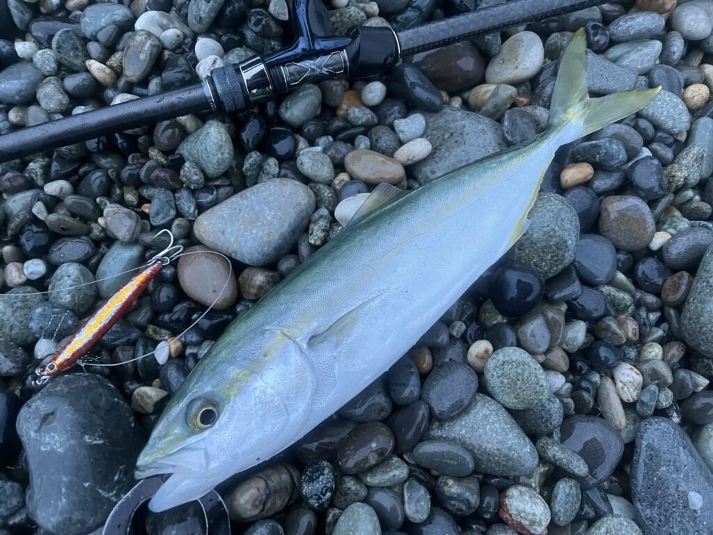 メタルジグで釣れたワカシ1