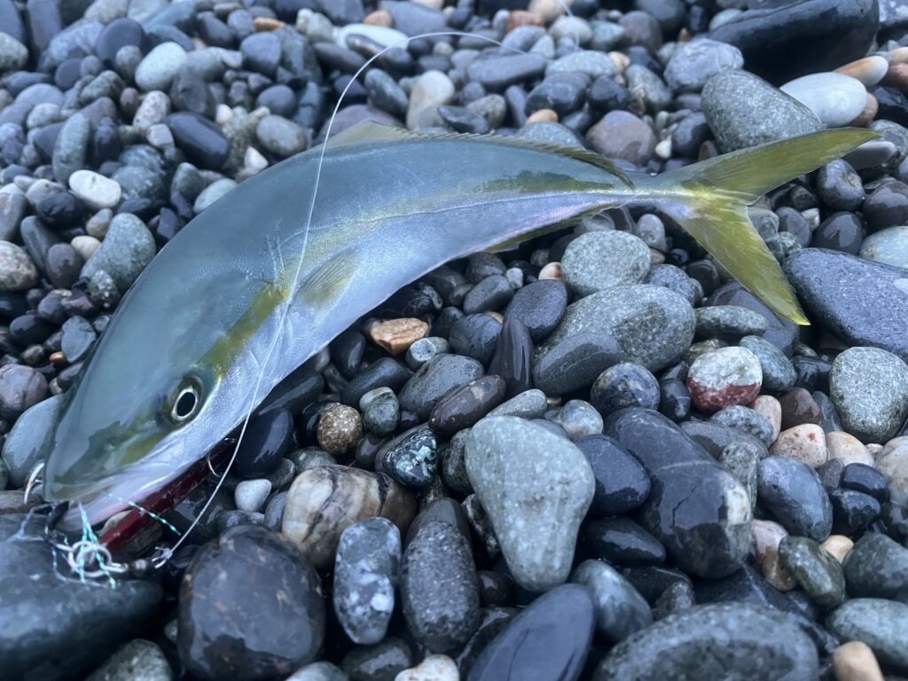 メタルジグで釣れたワカシ2