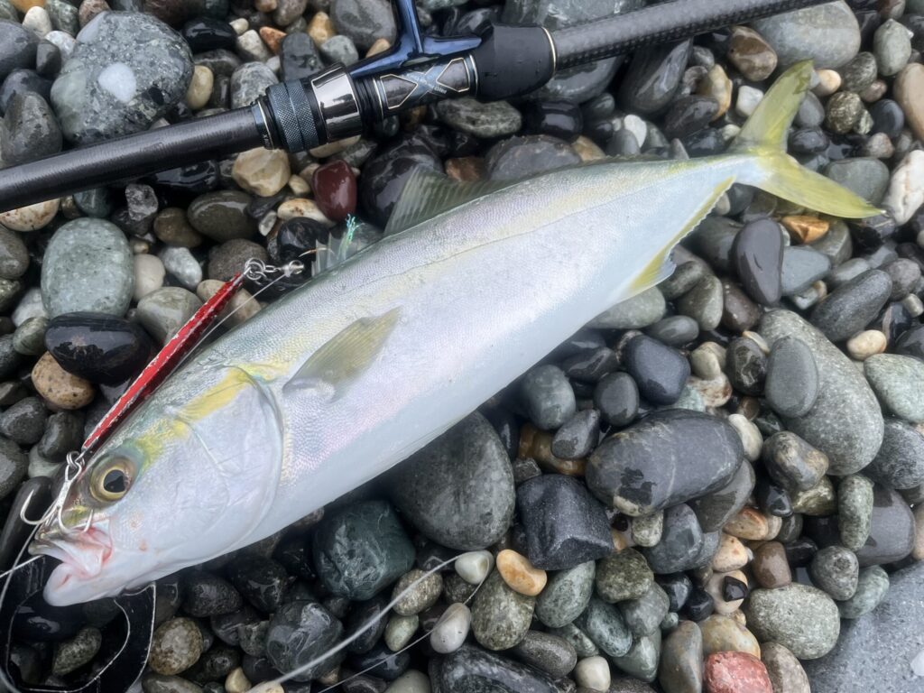 メタルジグで釣れたワカシ3