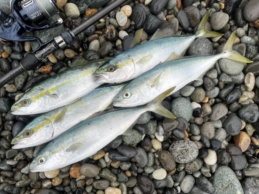 本日の釣果（ワカシ）