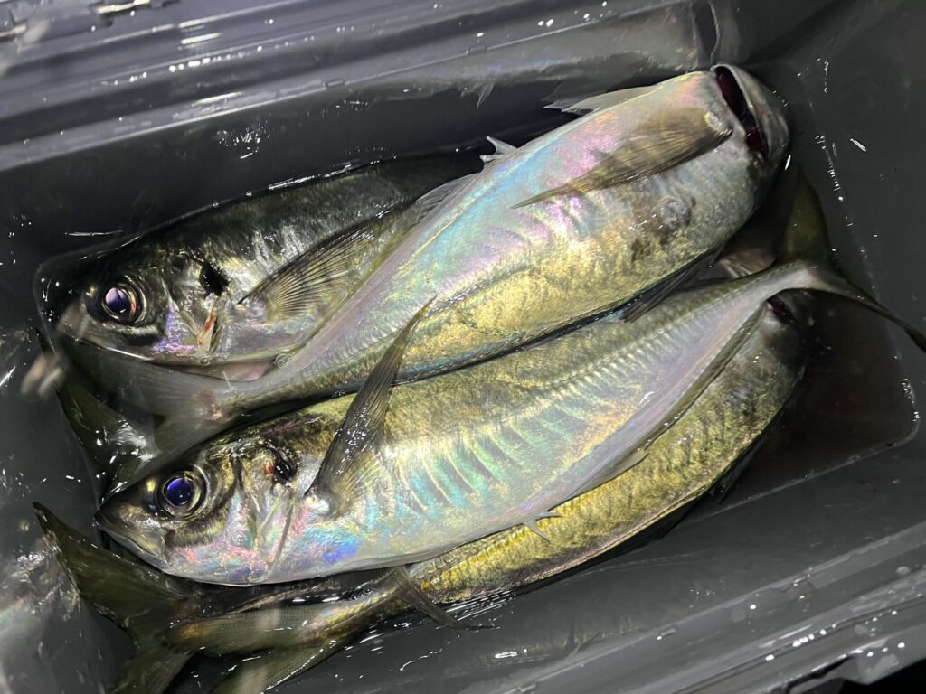 FABLAでのボートアジングの釣果