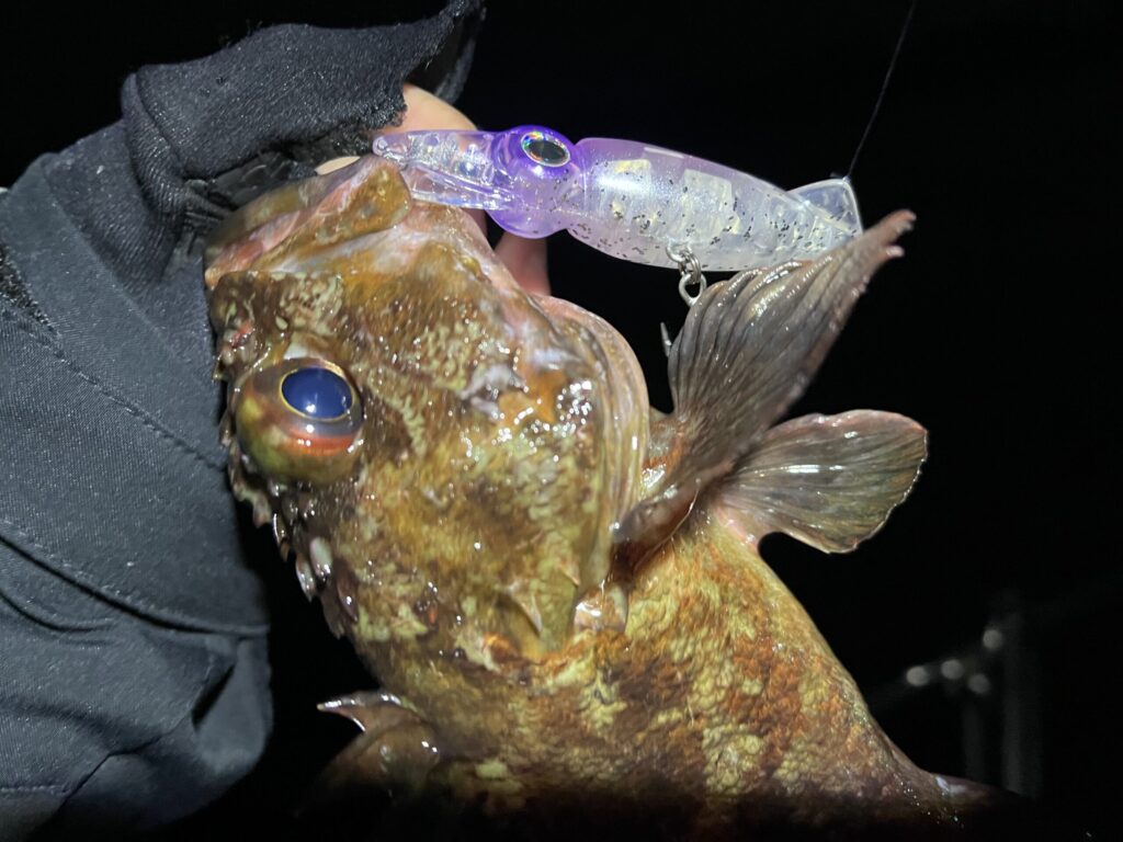 キトキト75で釣れたカサゴ