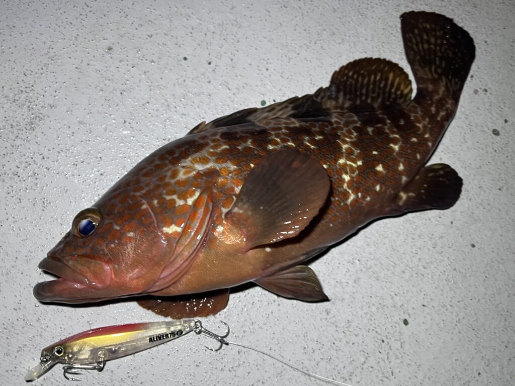 ホタルイカパターンで釣れたキジハタ