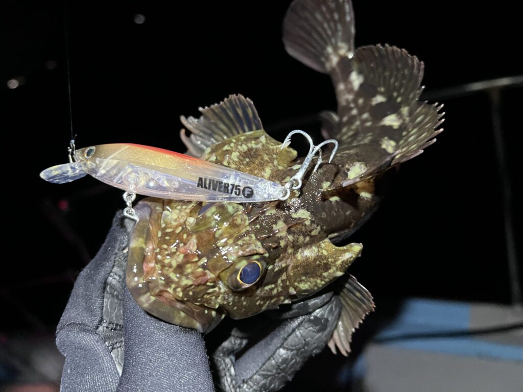 アライバー75Fで釣れたカサゴ