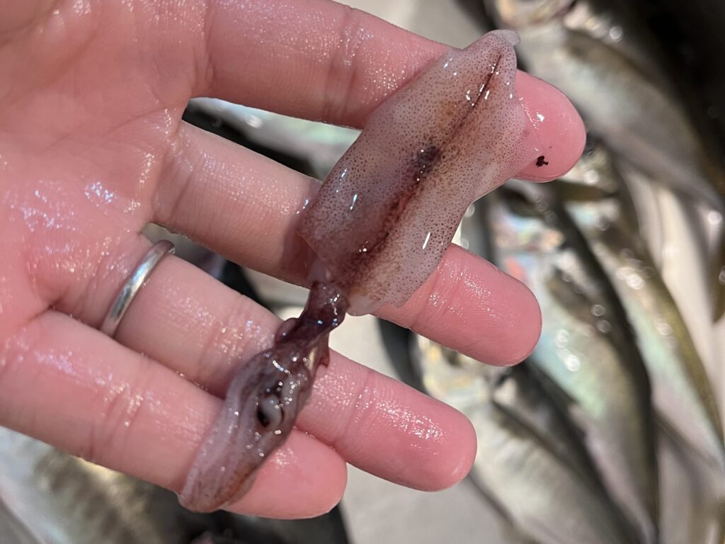 アジのお腹の中に入っていたホタルイカ