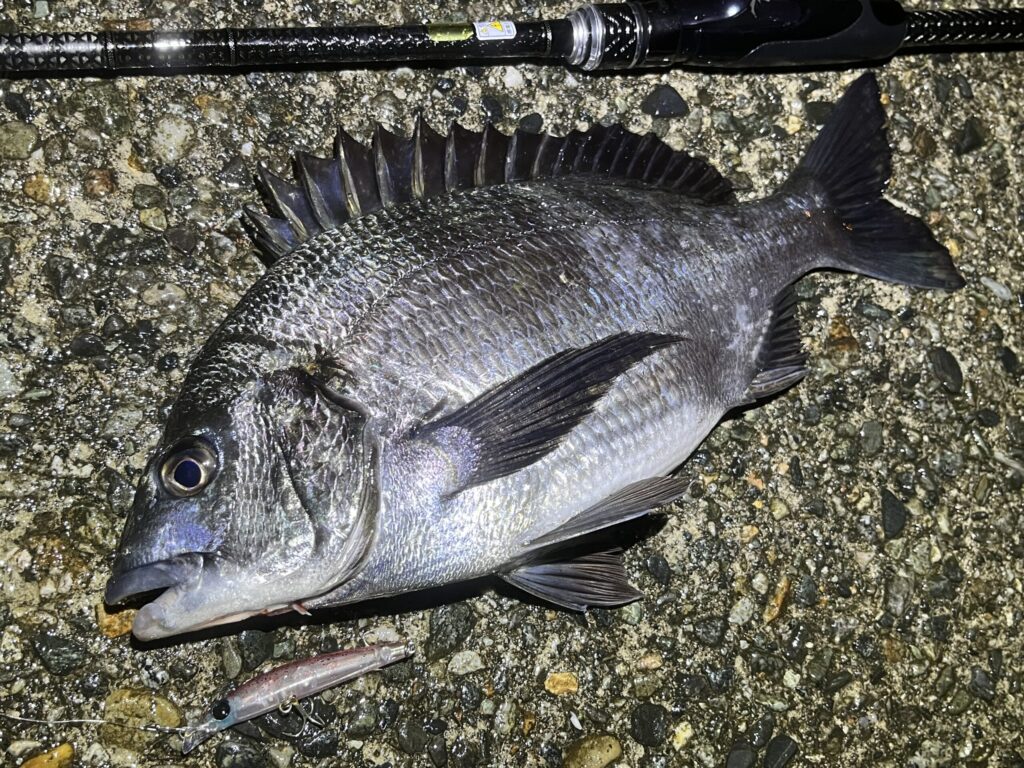 シャローマジック80で釣れたクロダイ2