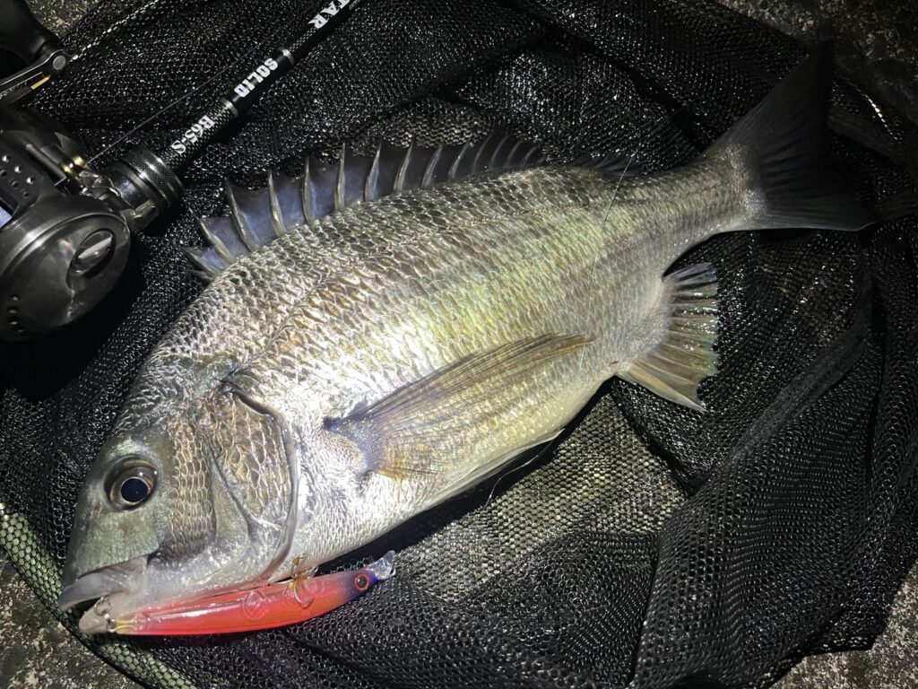 シャローマジック80で釣れたクロダイ1