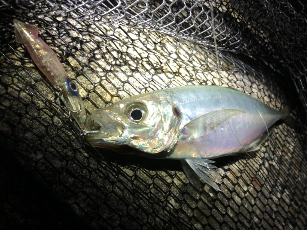 夜光玉付きのルアーで釣れたアジ