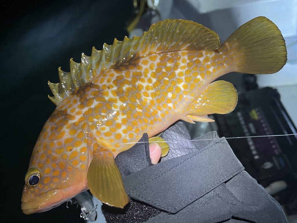 富山湾のボートロックで釣れたキジハタ