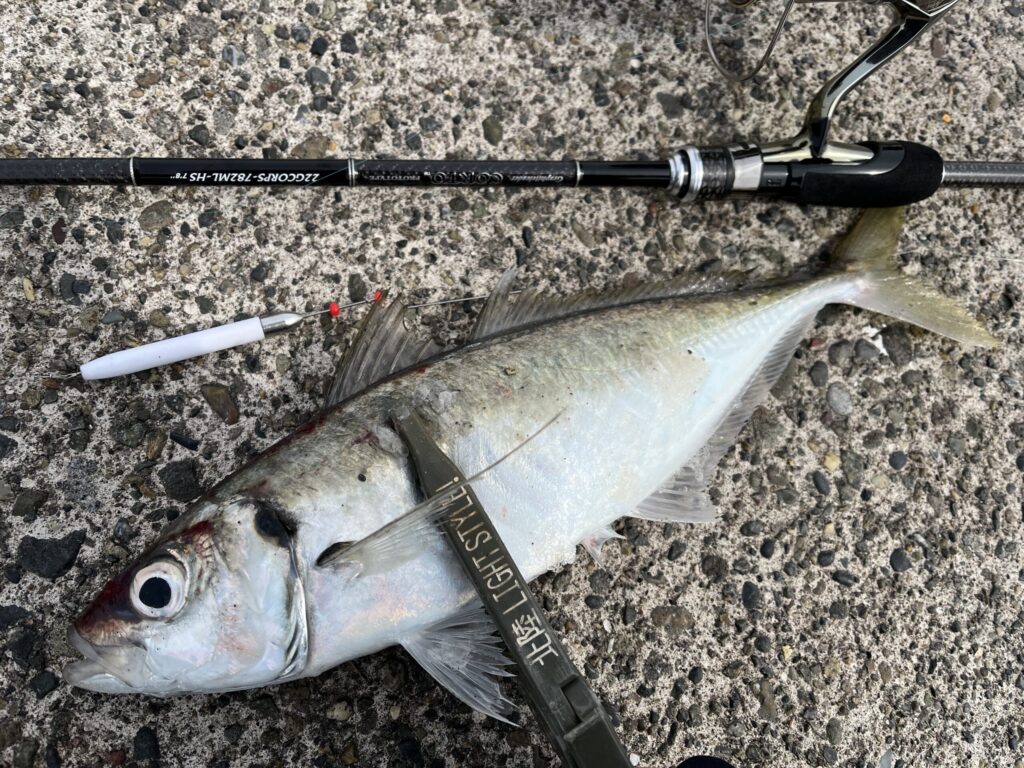 キャロで釣れたアジ