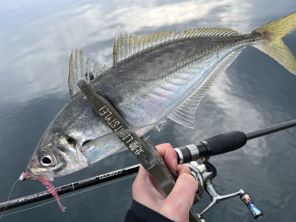 ジグ単で釣れたアジ