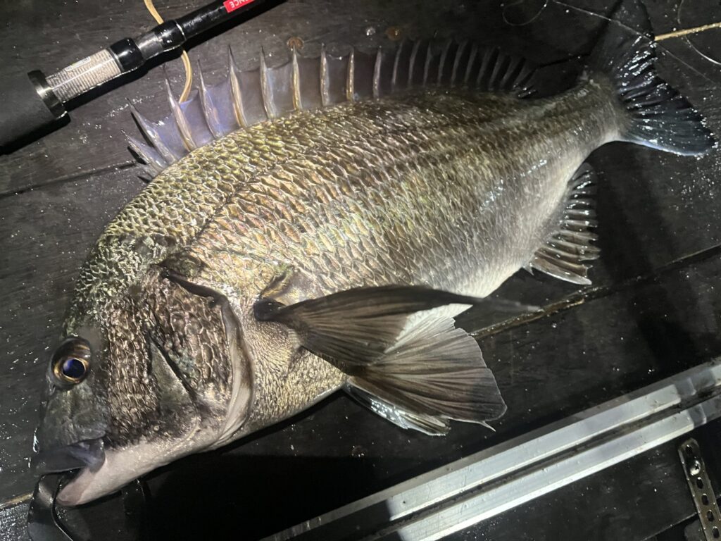 富山湾のボートホタルイカパターンで釣れたクロダイ