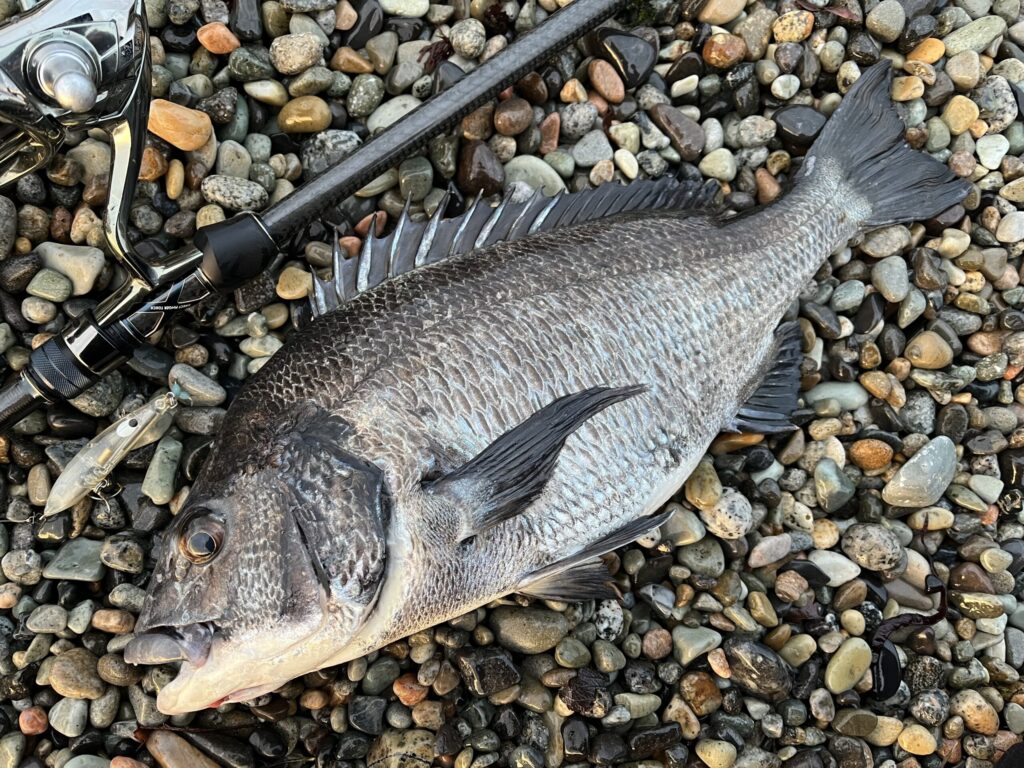 クロストリガーで釣れたチヌ