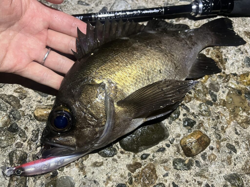 シャローマジック80で釣れたメバル