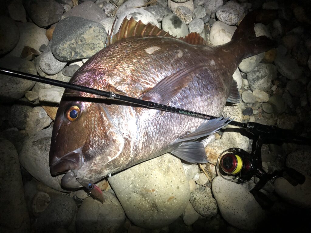 メバルロッドで釣りあげた75cmのマダイ