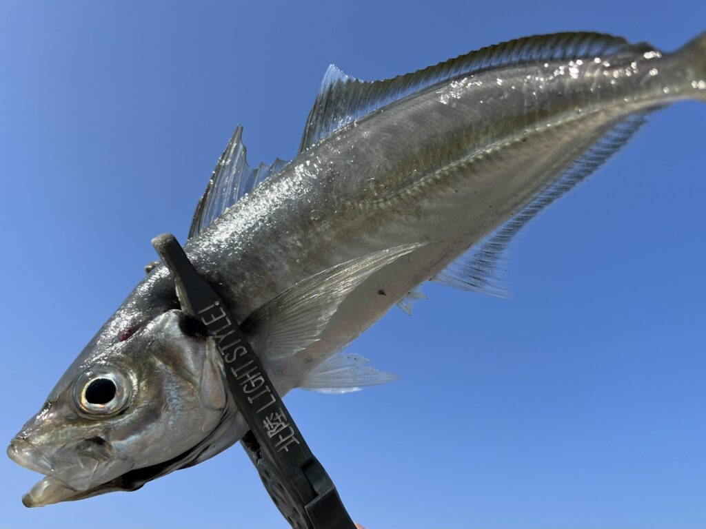 デイアジングの釣果