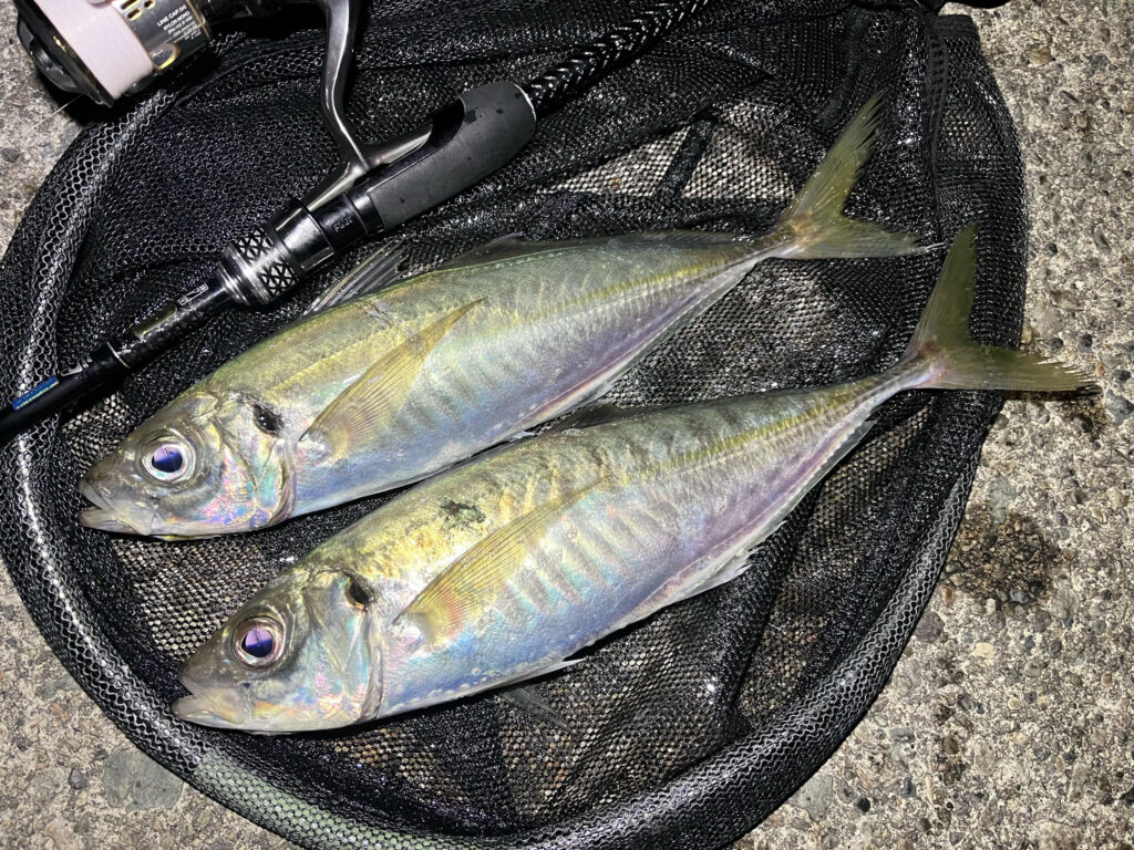 富山の春アジング釣果1