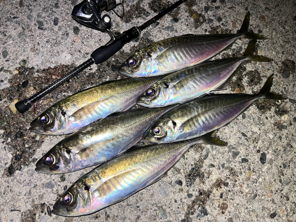 富山の春アジング釣果2