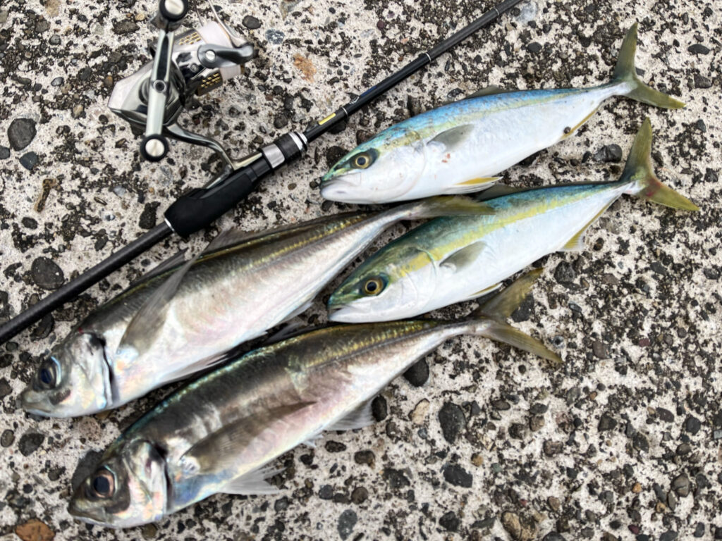 直江津港第3東防波堤でのデイアジング釣果