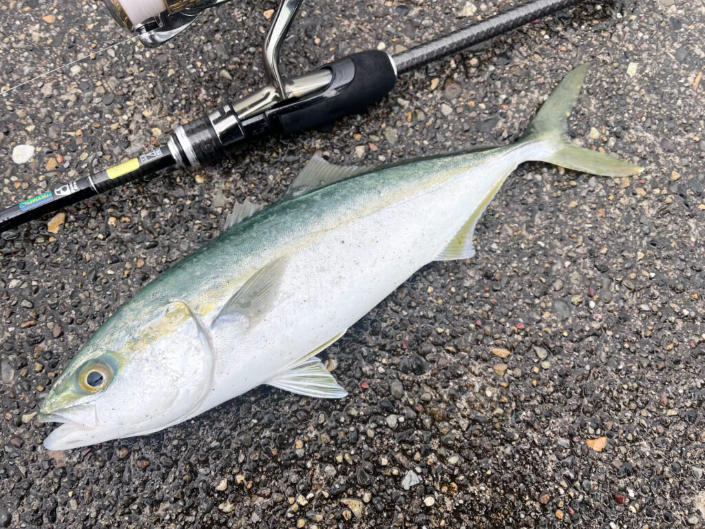 開始早々に釣れたブリの幼魚