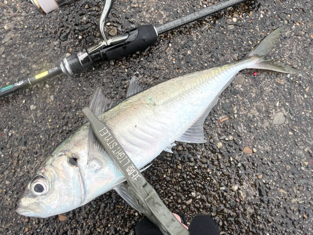 直江津港第3東防波堤で釣れたアジ