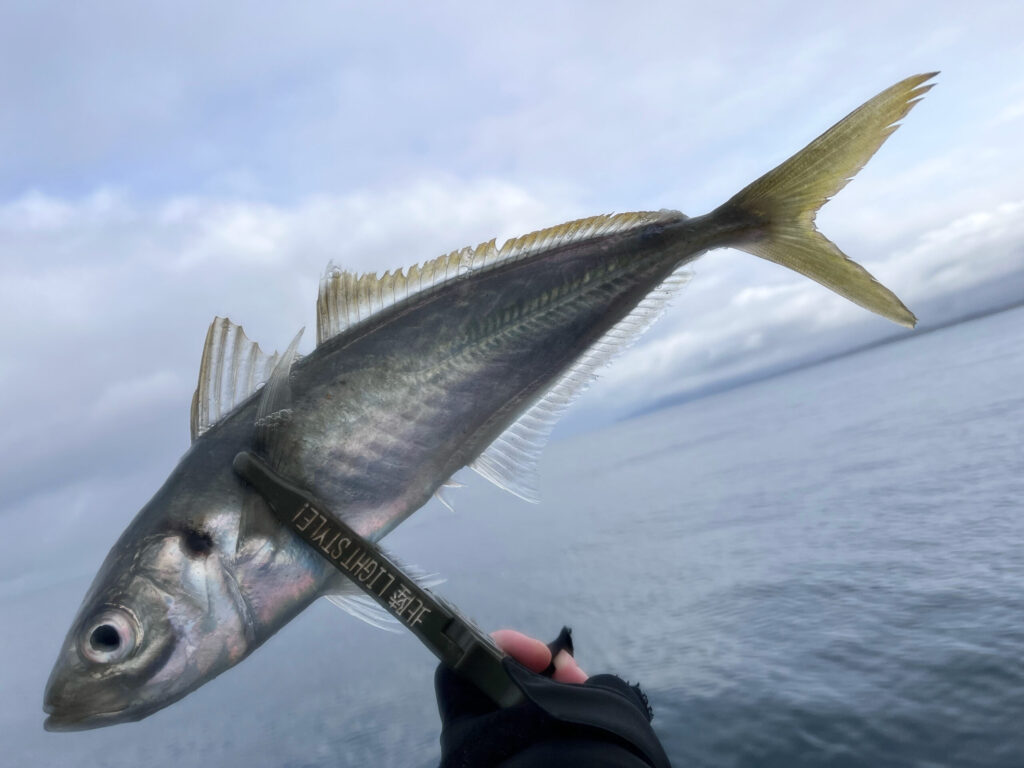 直江津港第3東防波堤で釣れたアジ-2